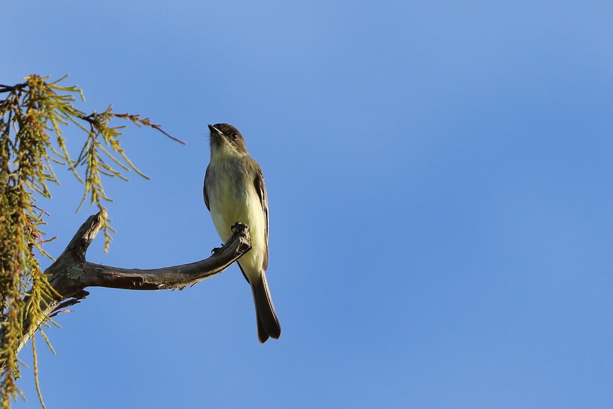 gråfibi - ML644714429