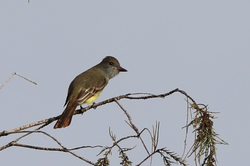 lundtyrann - ML644714455