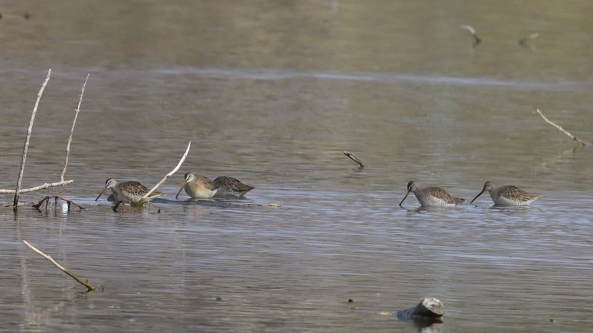 Long-billed Dowitcher - ML644714456