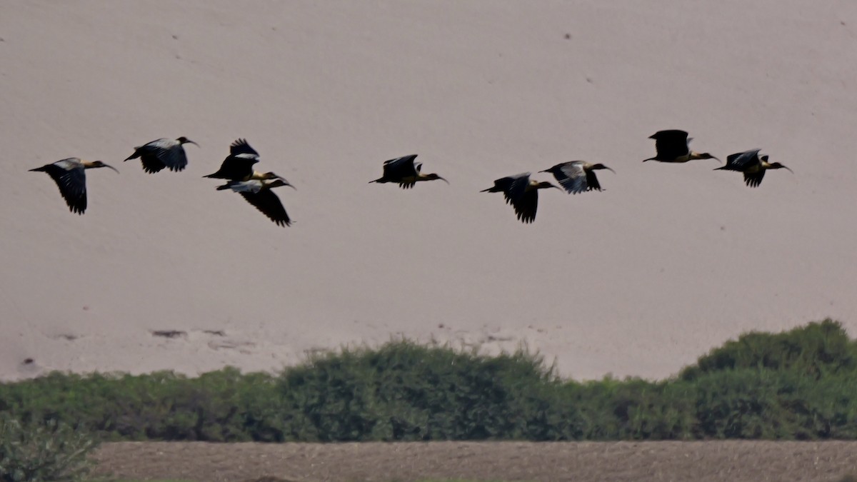 アンデストキ - ML644714458