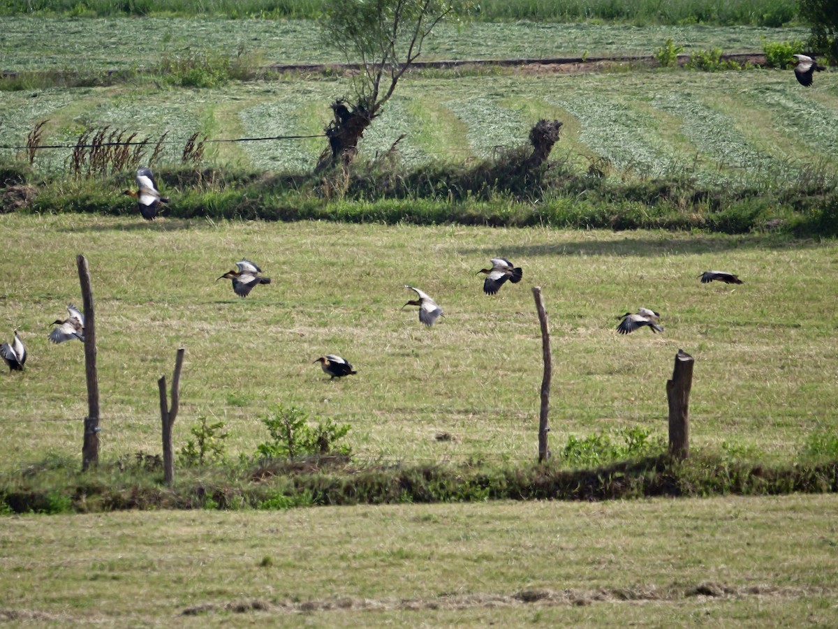 アンデストキ - ML644714459