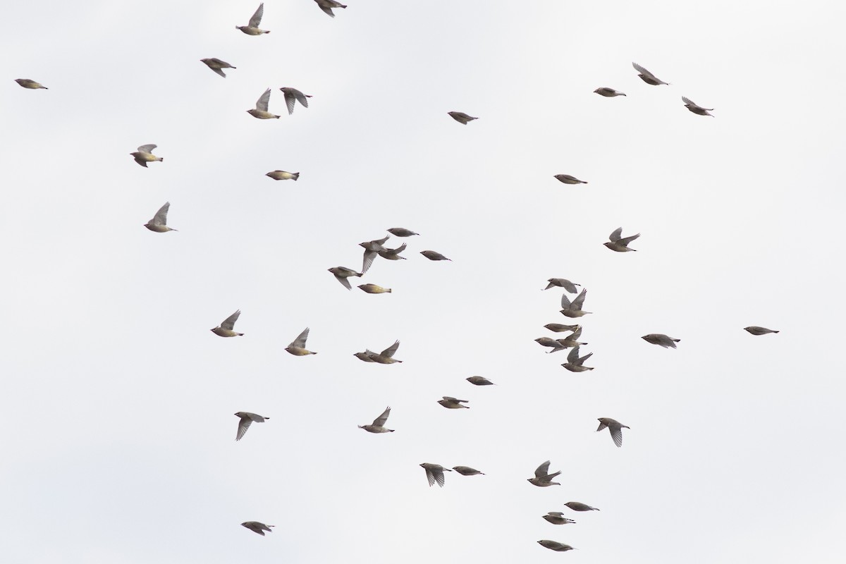 brkoslav americký - ML644714460