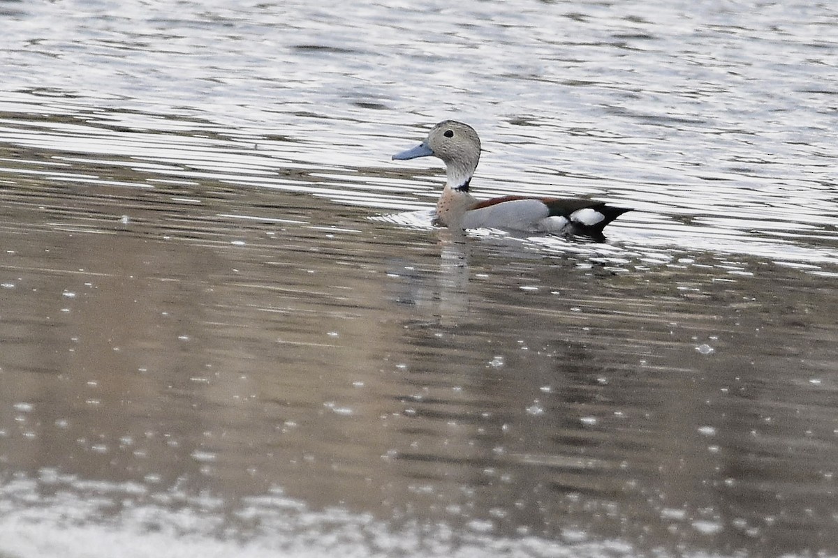 Alzavola dagli anelli - ML644714462