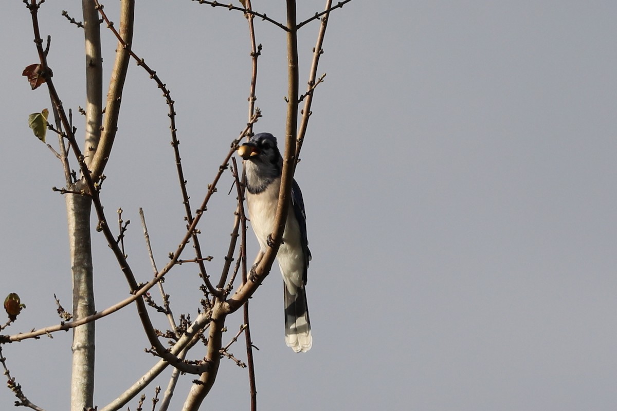 blåskrike - ML644714469