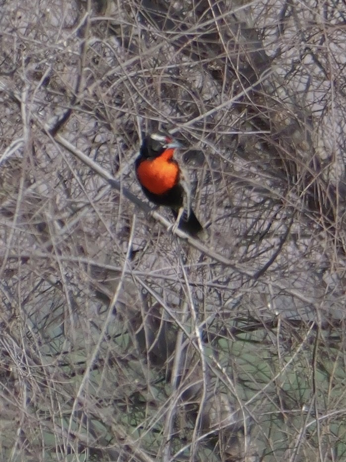 ペルームネアカマキバドリ - ML644714473