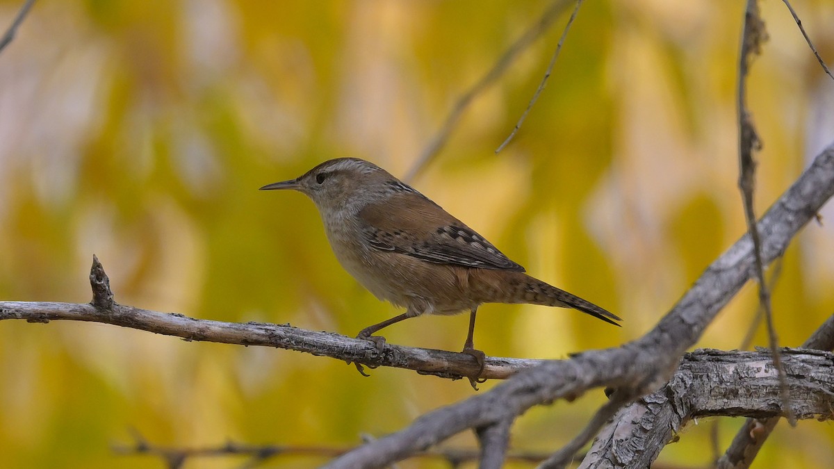 Marsh Wren - ML644714474