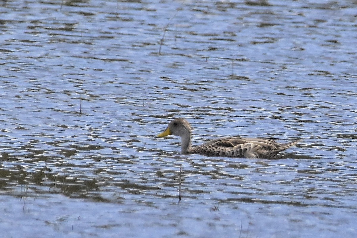 Yellow-billed Pintail - ML644714475
