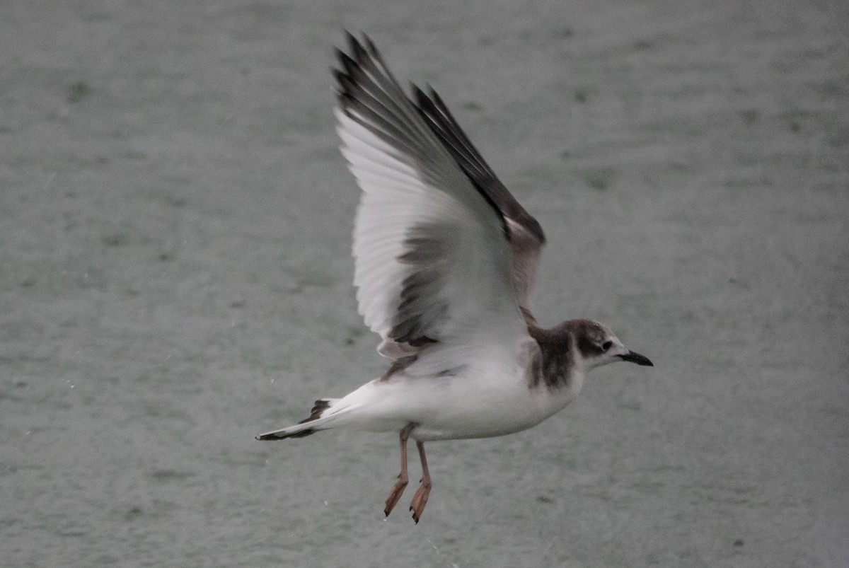 叉尾鷗 - ML644714478