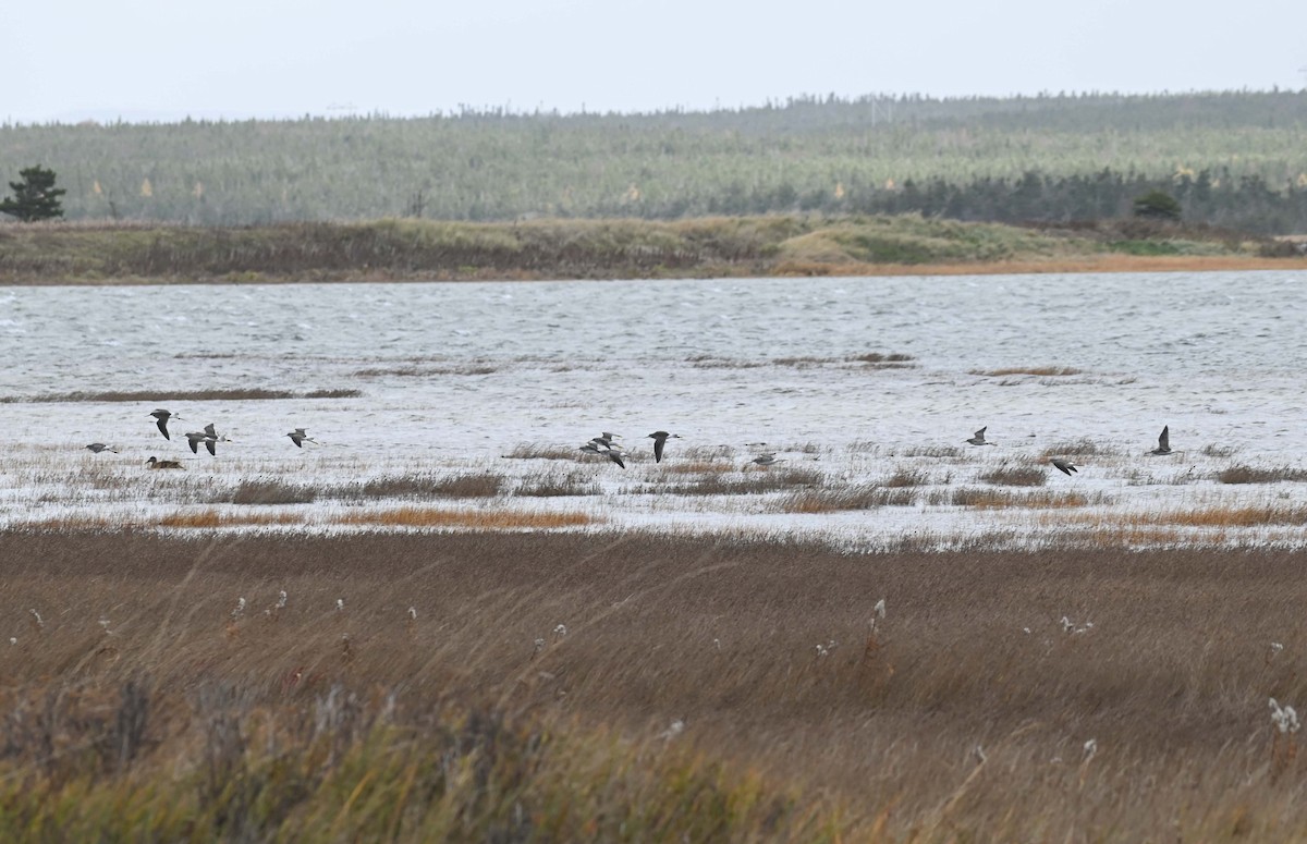 Коловодник строкатий - ML644714483