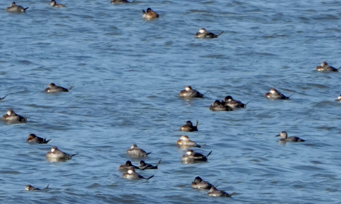 Schwarzkopf-Ruderente - ML644714486