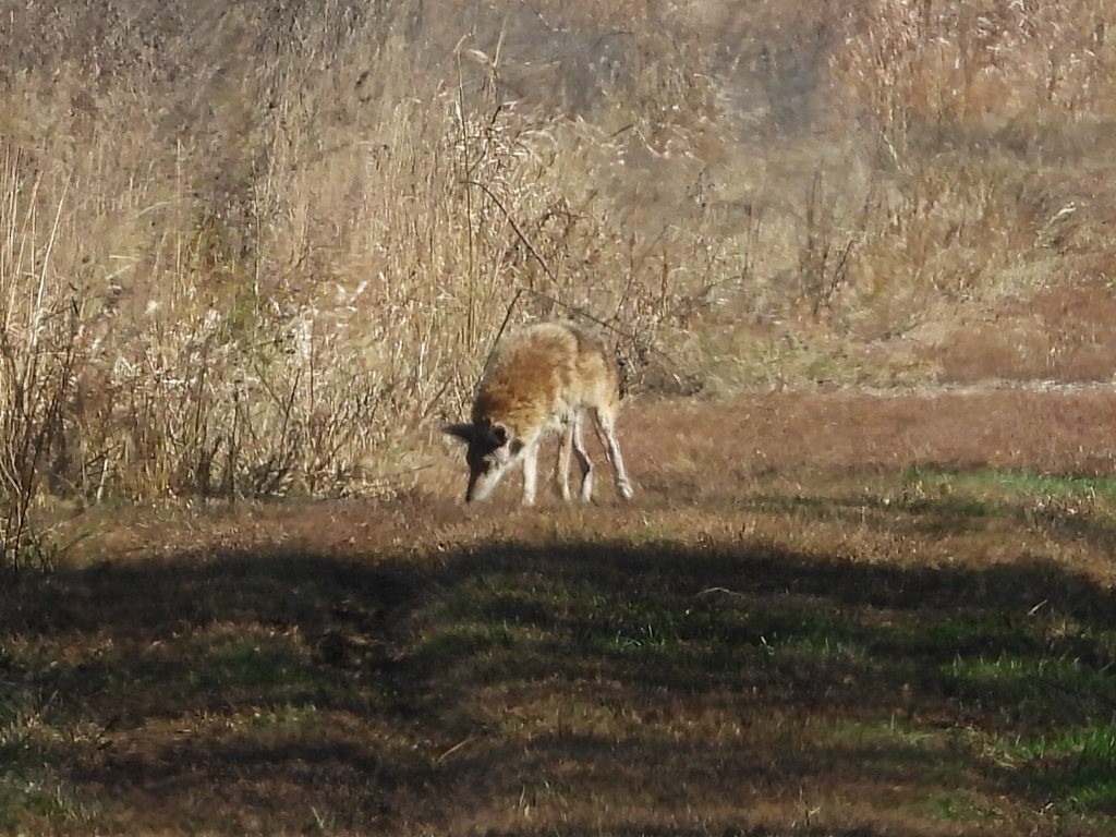 Animals - ML644714488