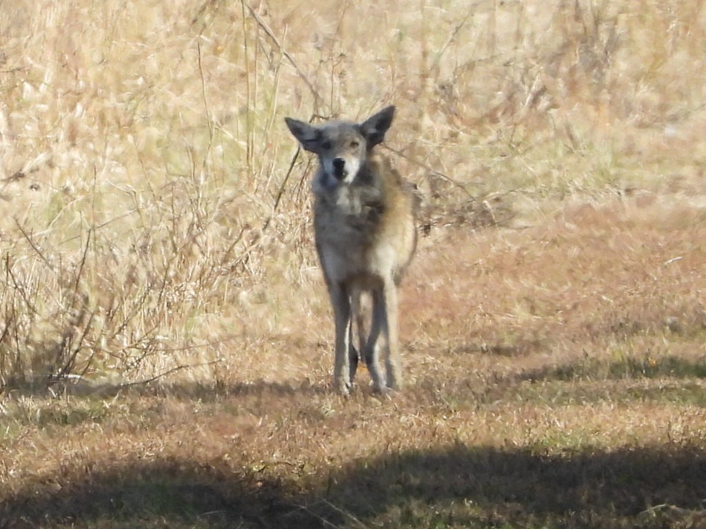 Animals - ML644714489