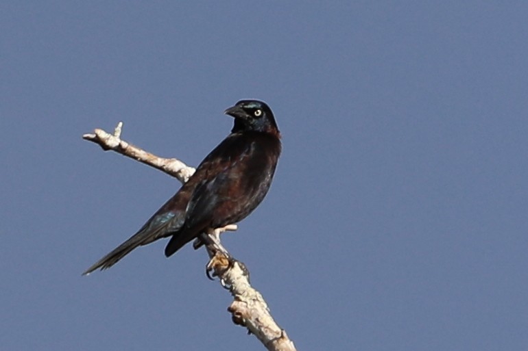 Пурпурный гракл - ML644714495