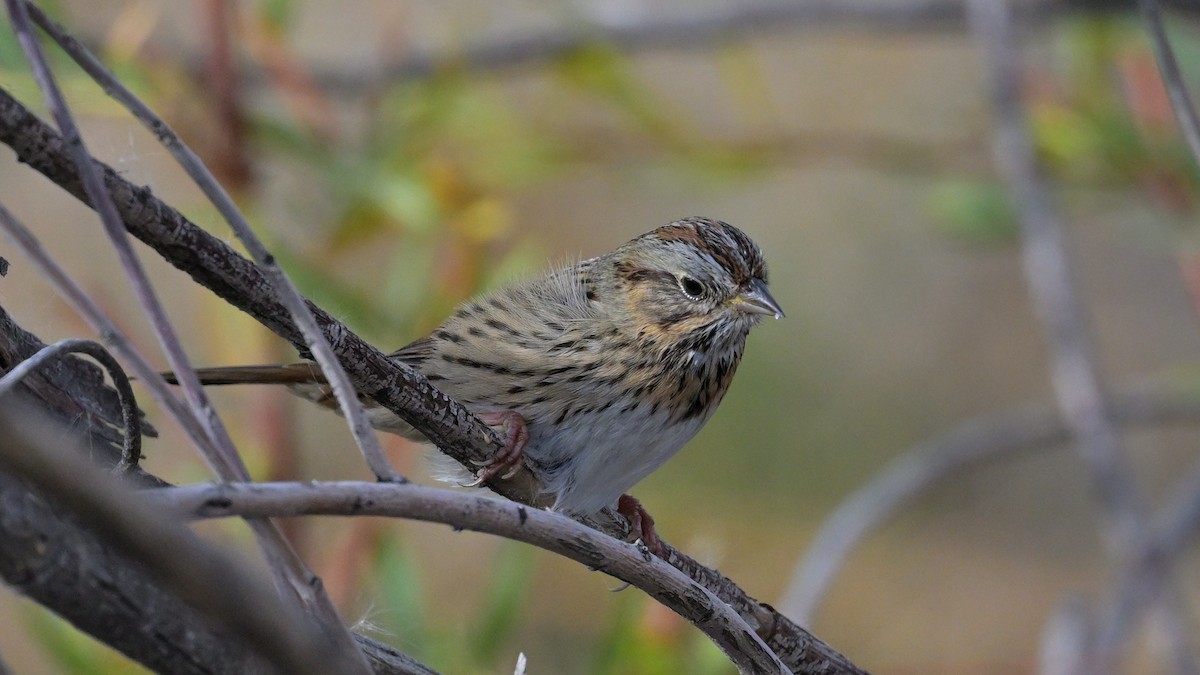 Lincoln's Sparrow - ML644714496