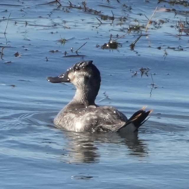 Schwarzkopf-Ruderente - ML644714497