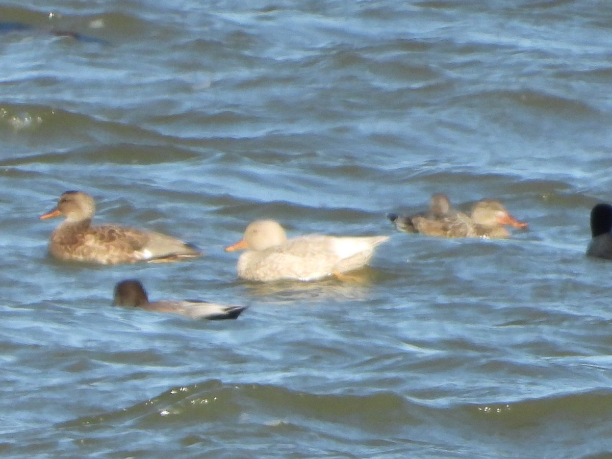 Gadwall - ML644714498