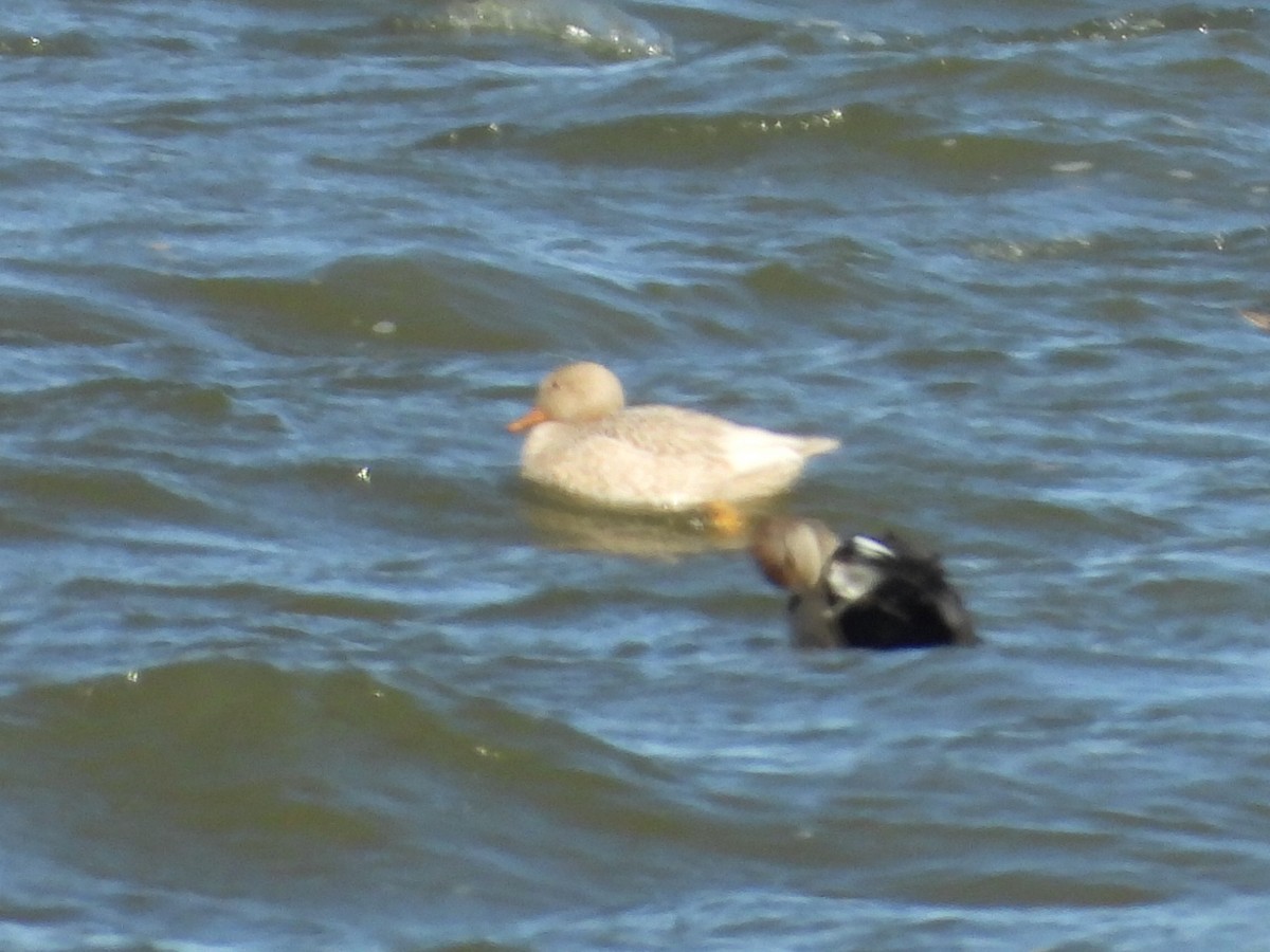 Gadwall - ML644714499