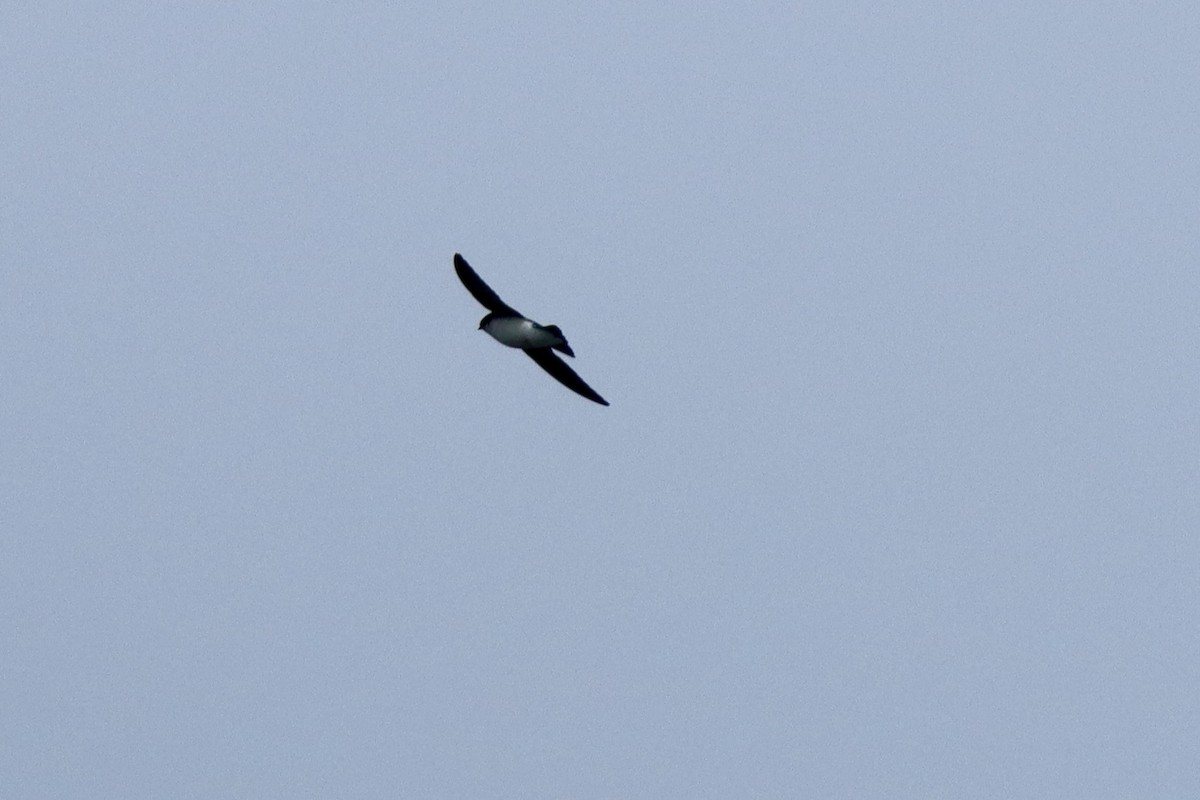 Tree Swallow - ML644714504