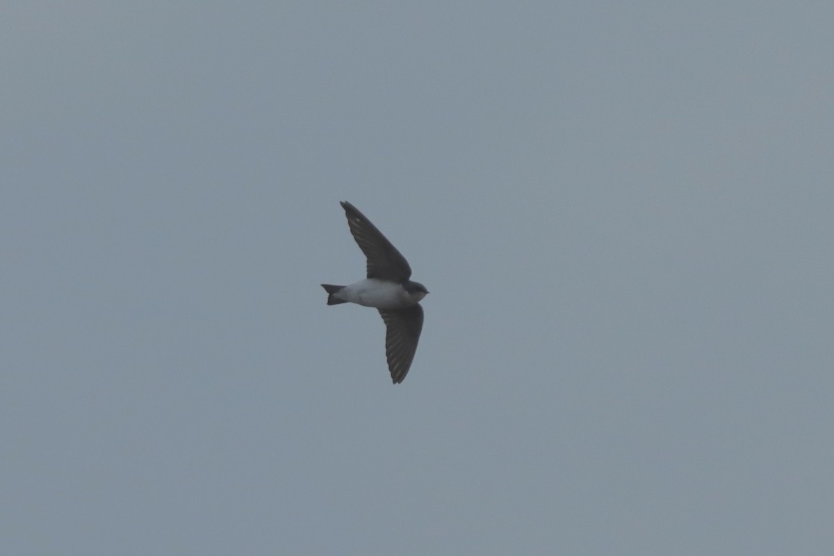 Tree Swallow - ML644714505