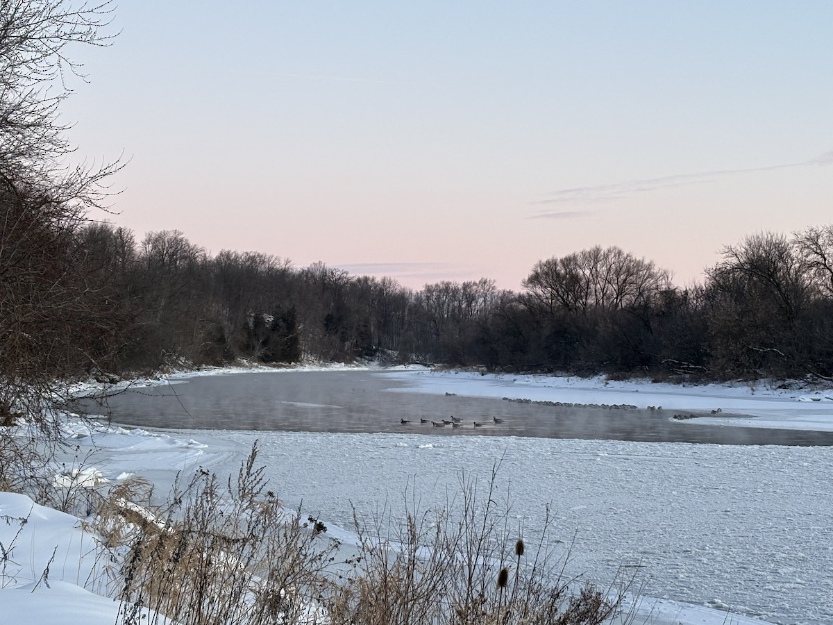 ברנטה קנדית - ML644714506