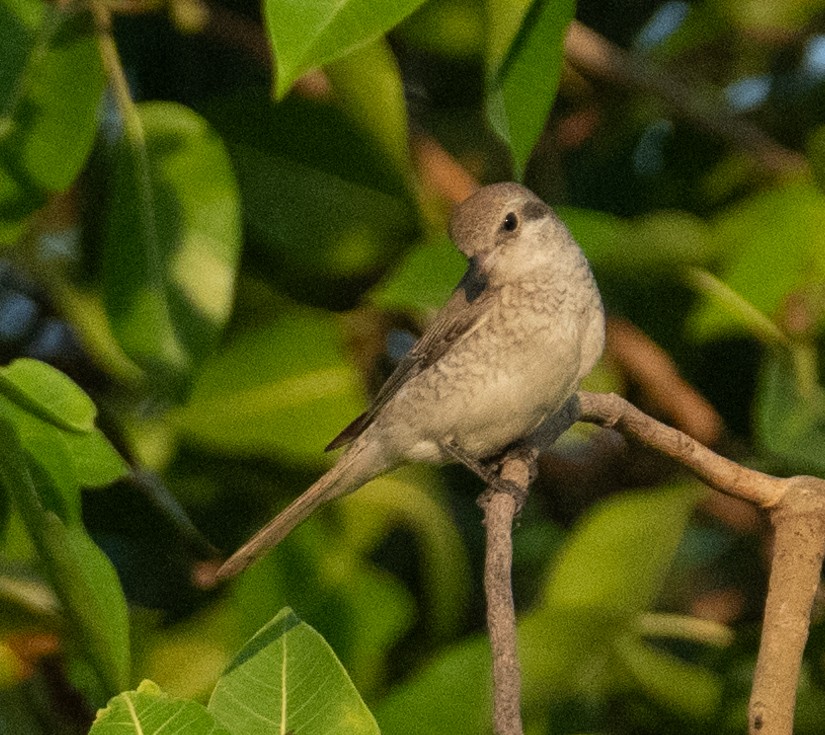 Red-tailed Shrike - ML644714511