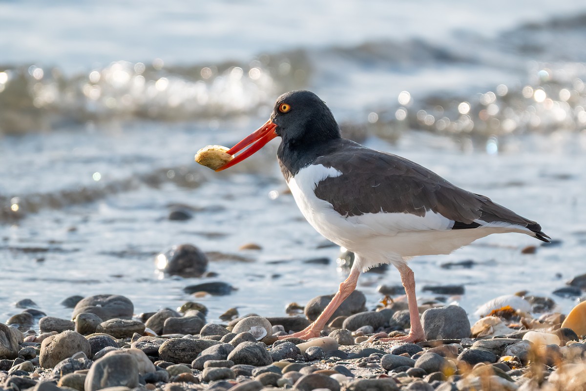 American Oystercatcher - ML644714522