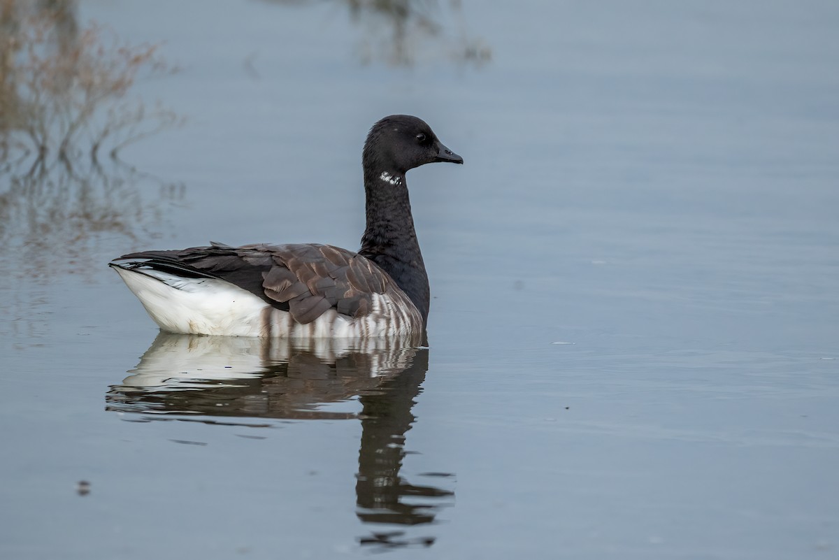 Brant - ML644714537