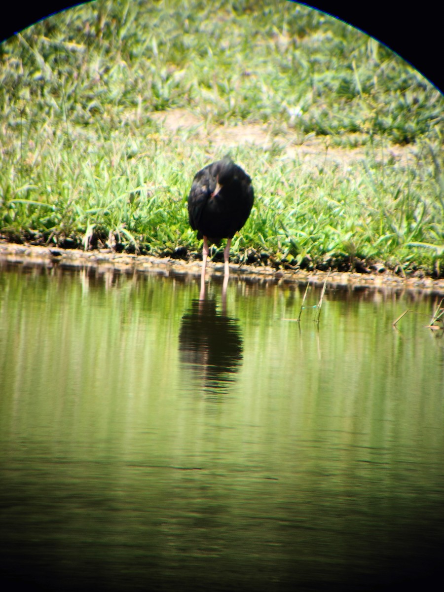 Bare-faced Ibis - ML644714550