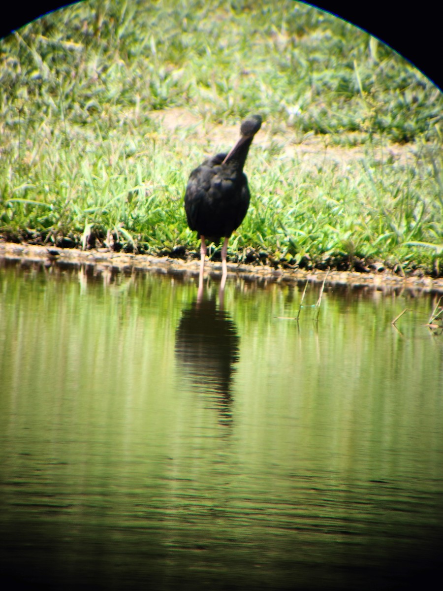 Bare-faced Ibis - ML644714551