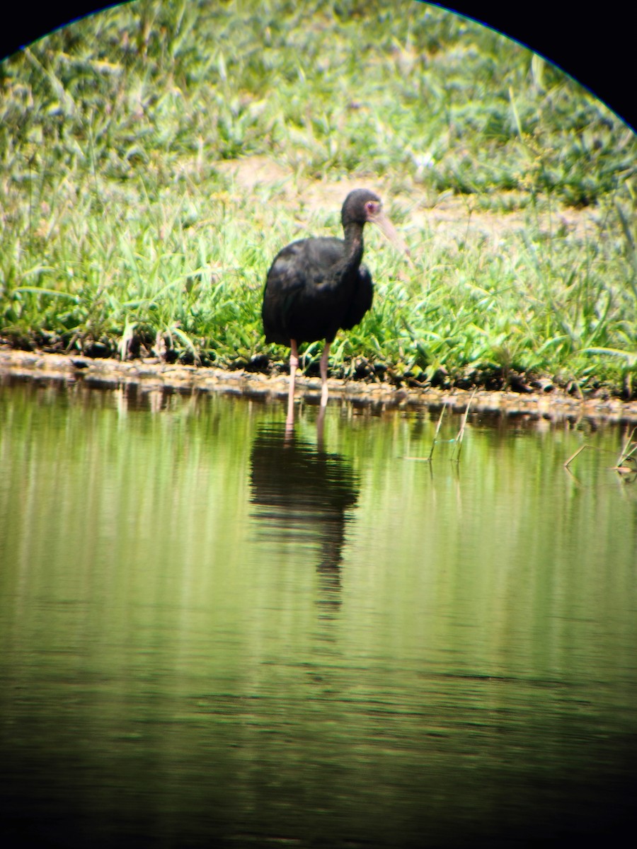 Bare-faced Ibis - ML644714552