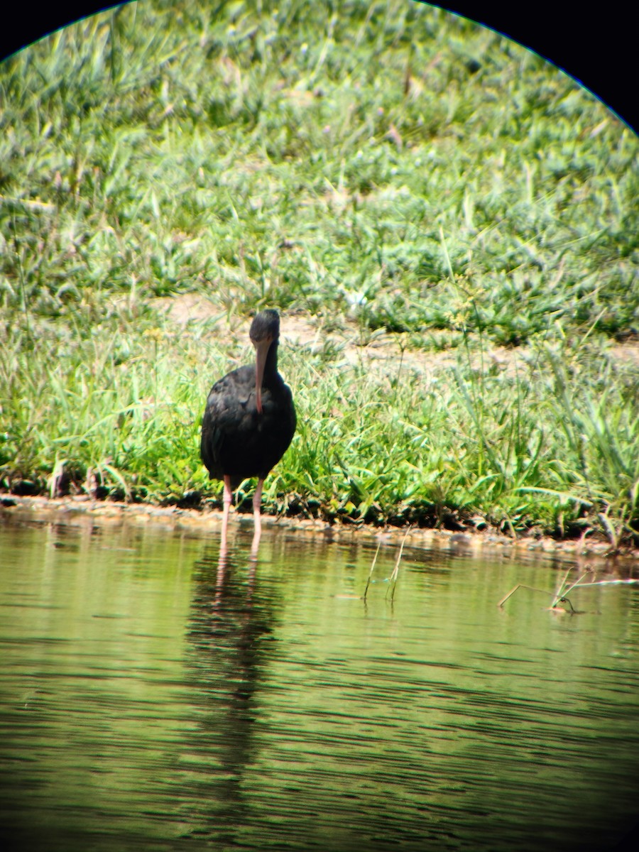 Bare-faced Ibis - ML644714553