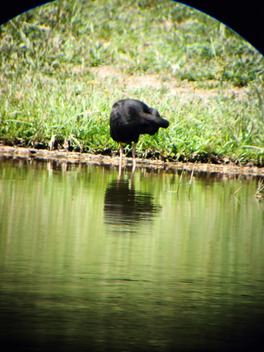 Bare-faced Ibis - ML644714554