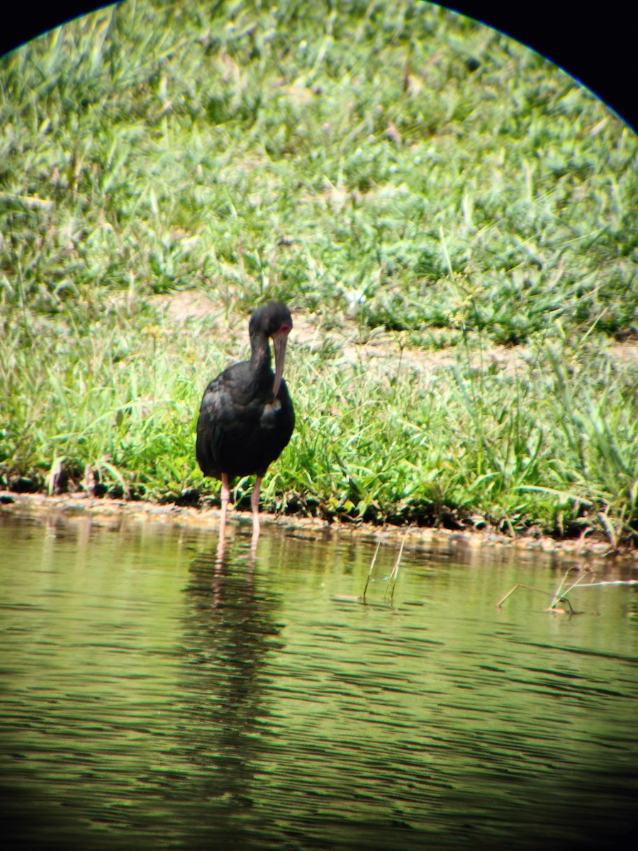 Bare-faced Ibis - ML644714555
