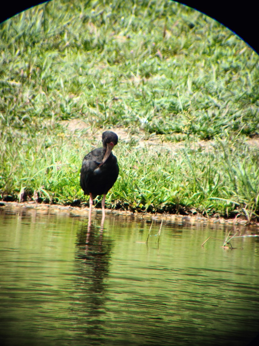Bare-faced Ibis - ML644714556