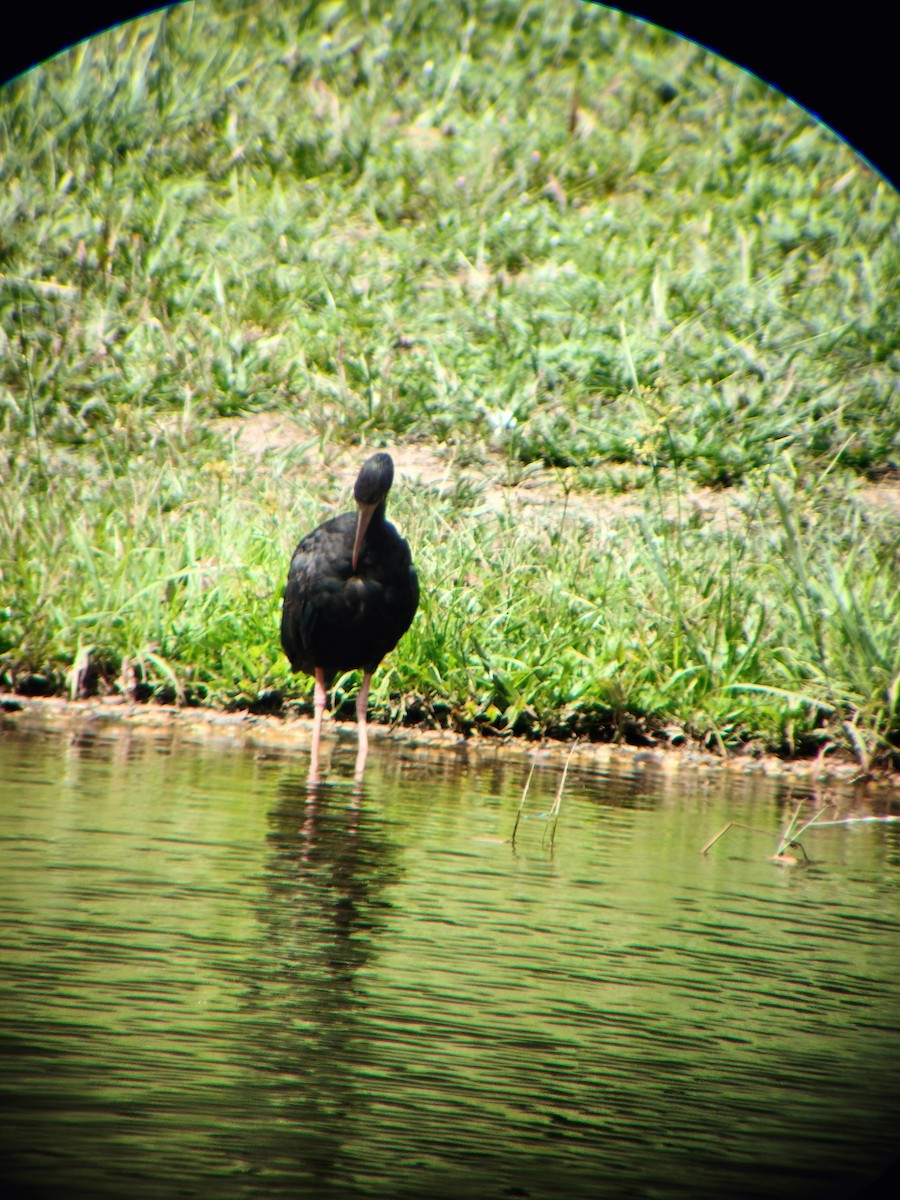 Bare-faced Ibis - ML644714557