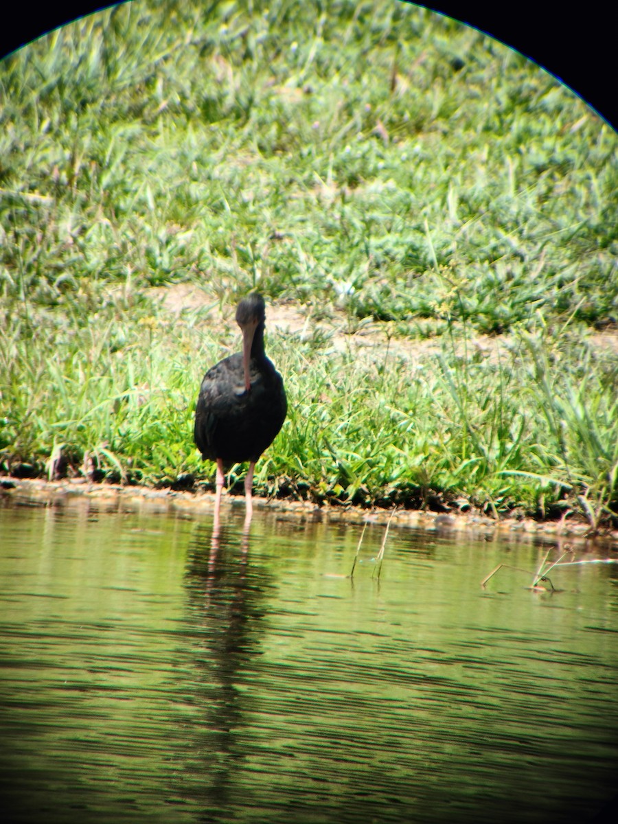 Bare-faced Ibis - ML644714558