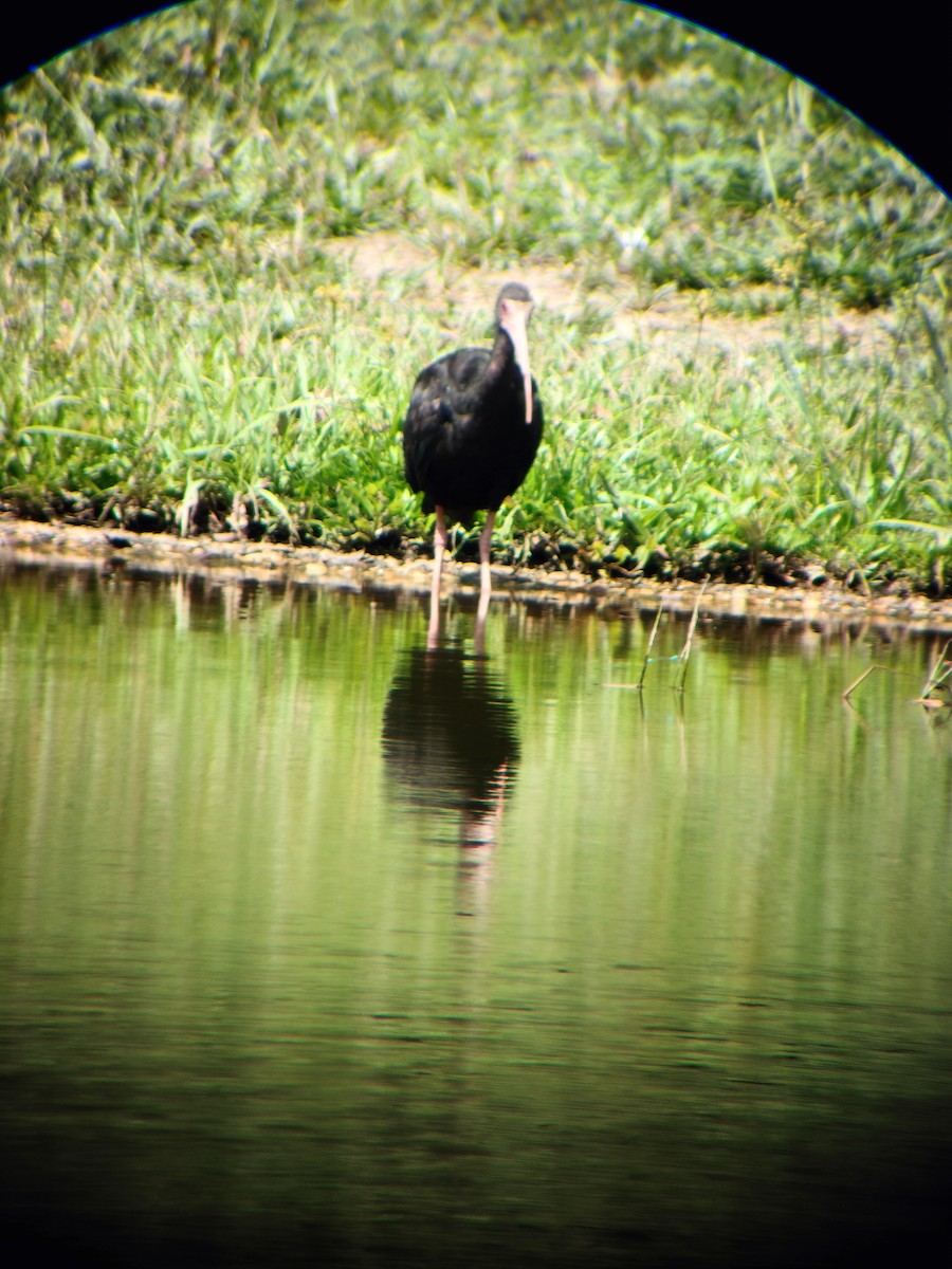 Bare-faced Ibis - ML644714559