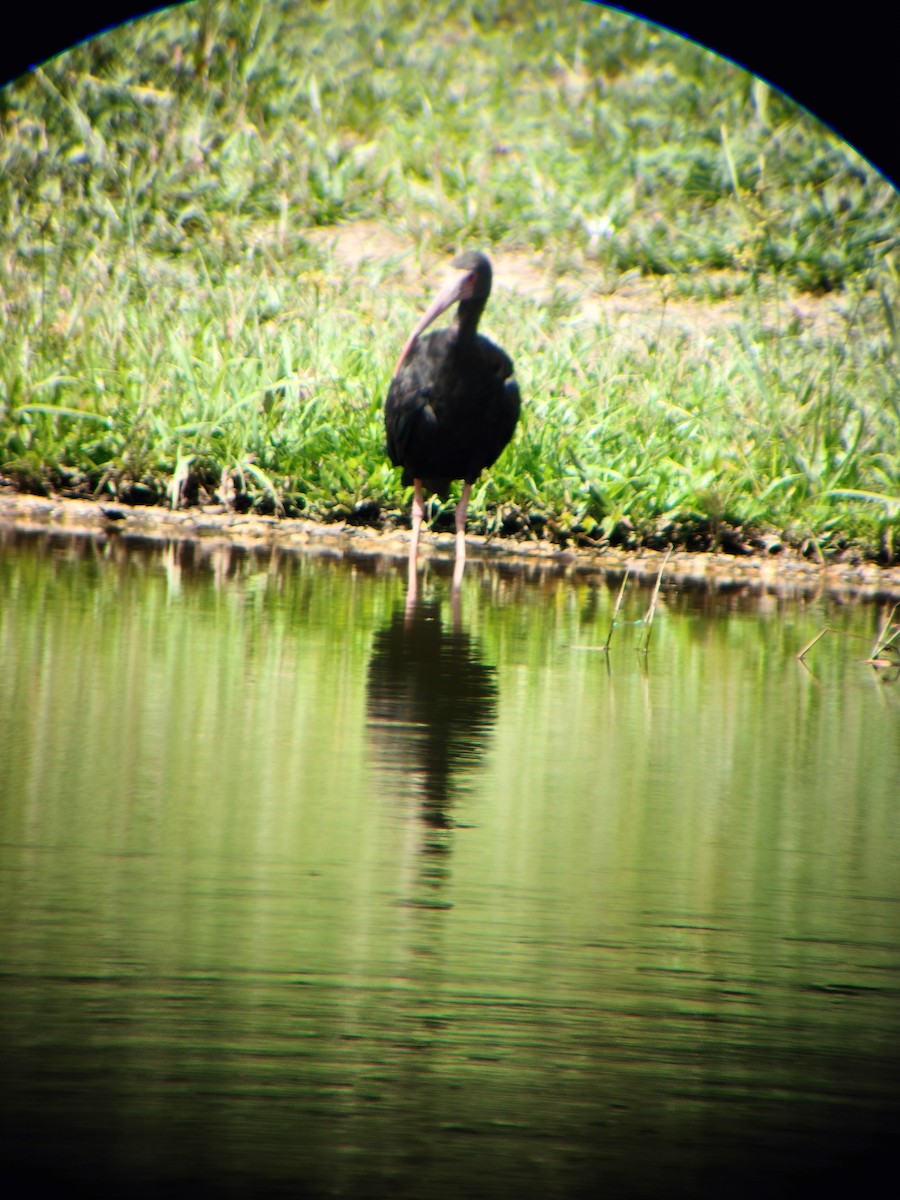 Bare-faced Ibis - ML644714560