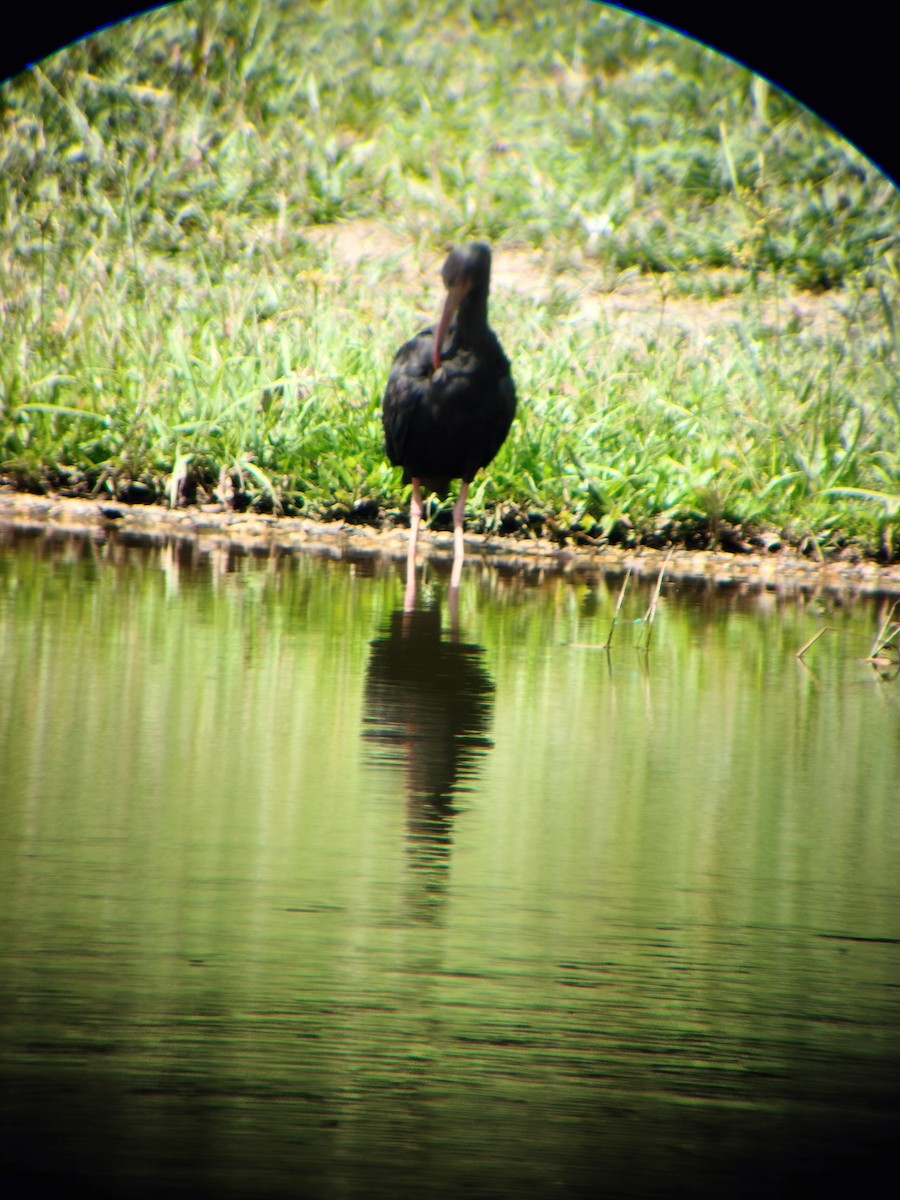 Bare-faced Ibis - ML644714561