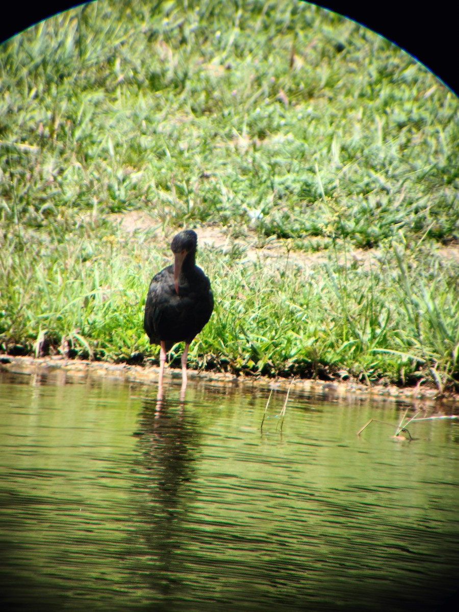 Bare-faced Ibis - ML644714562