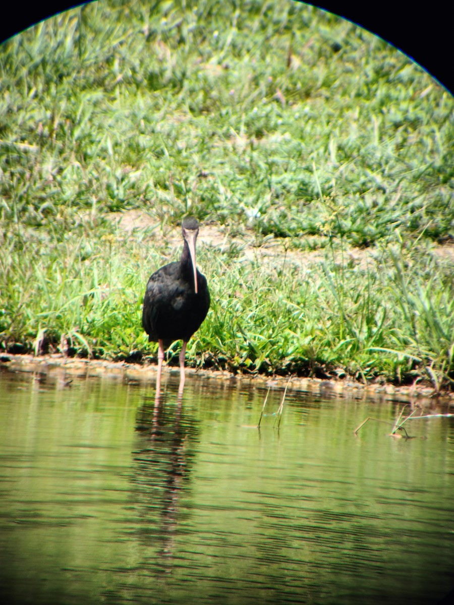 Bare-faced Ibis - ML644714563
