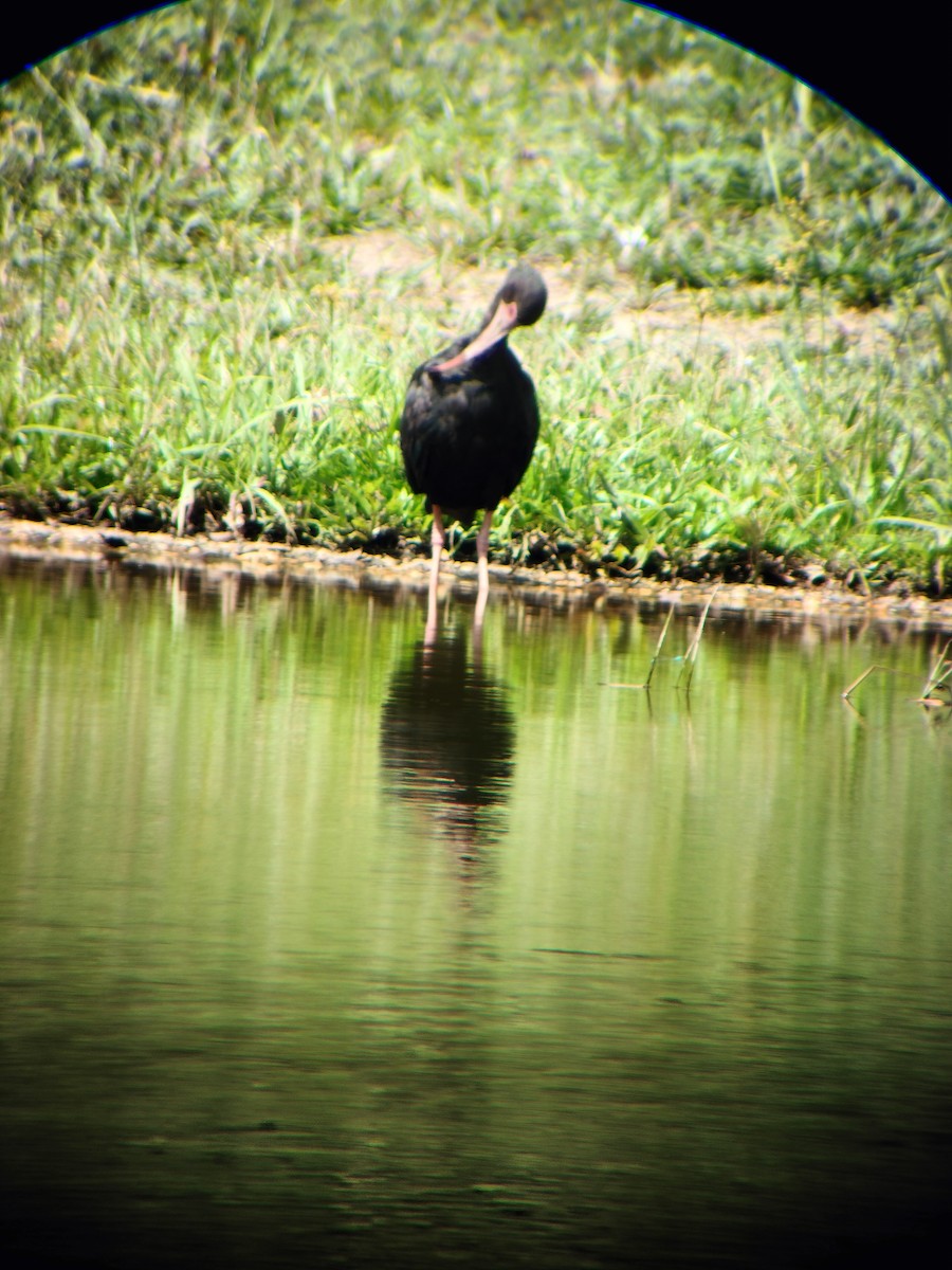 Bare-faced Ibis - ML644714564