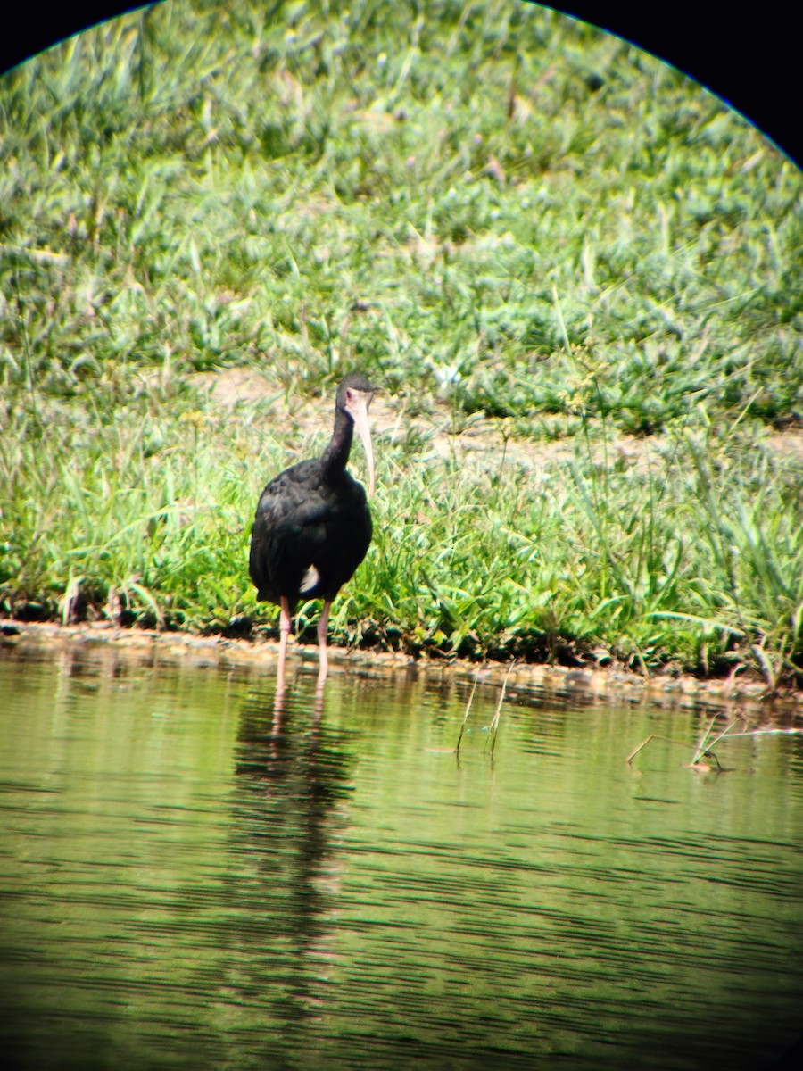Bare-faced Ibis - ML644714565