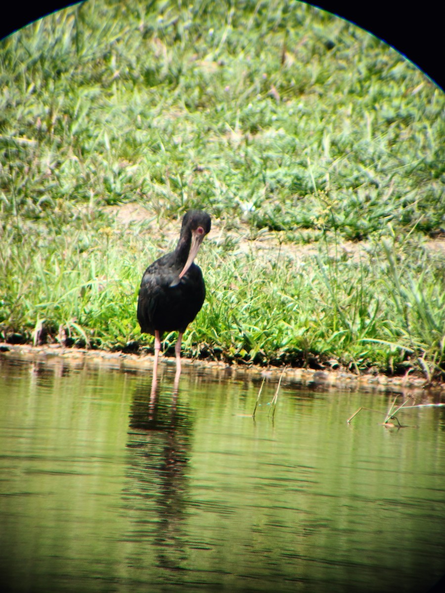 Bare-faced Ibis - ML644714566