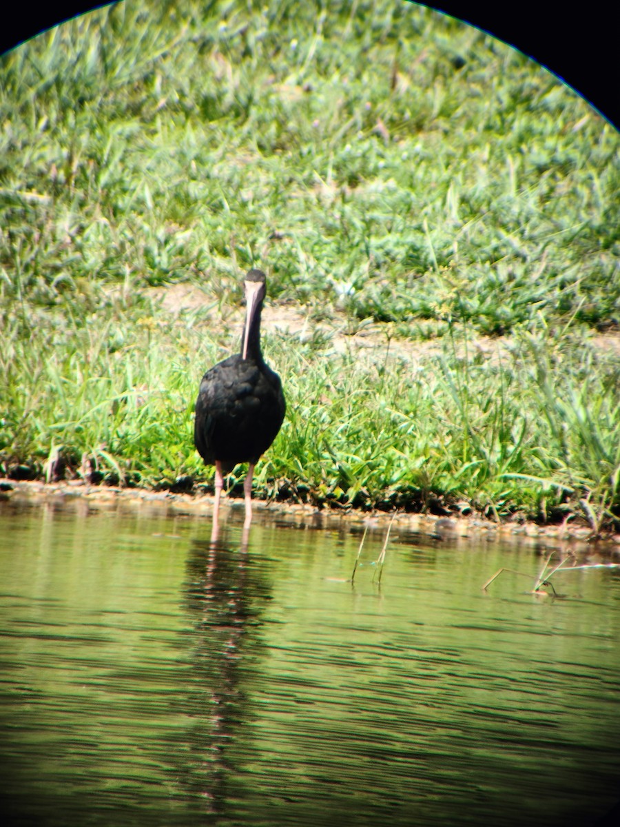 Bare-faced Ibis - ML644714567