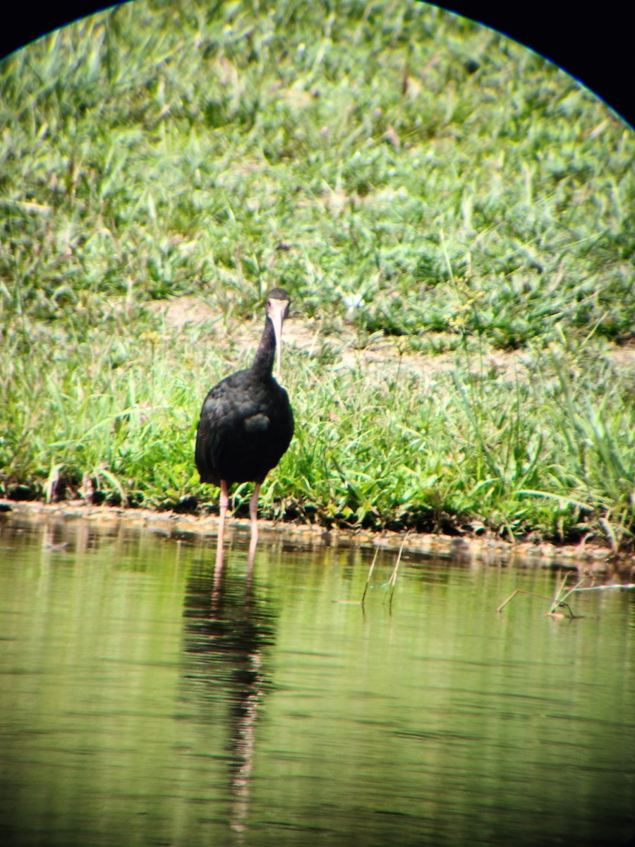 Bare-faced Ibis - ML644714568