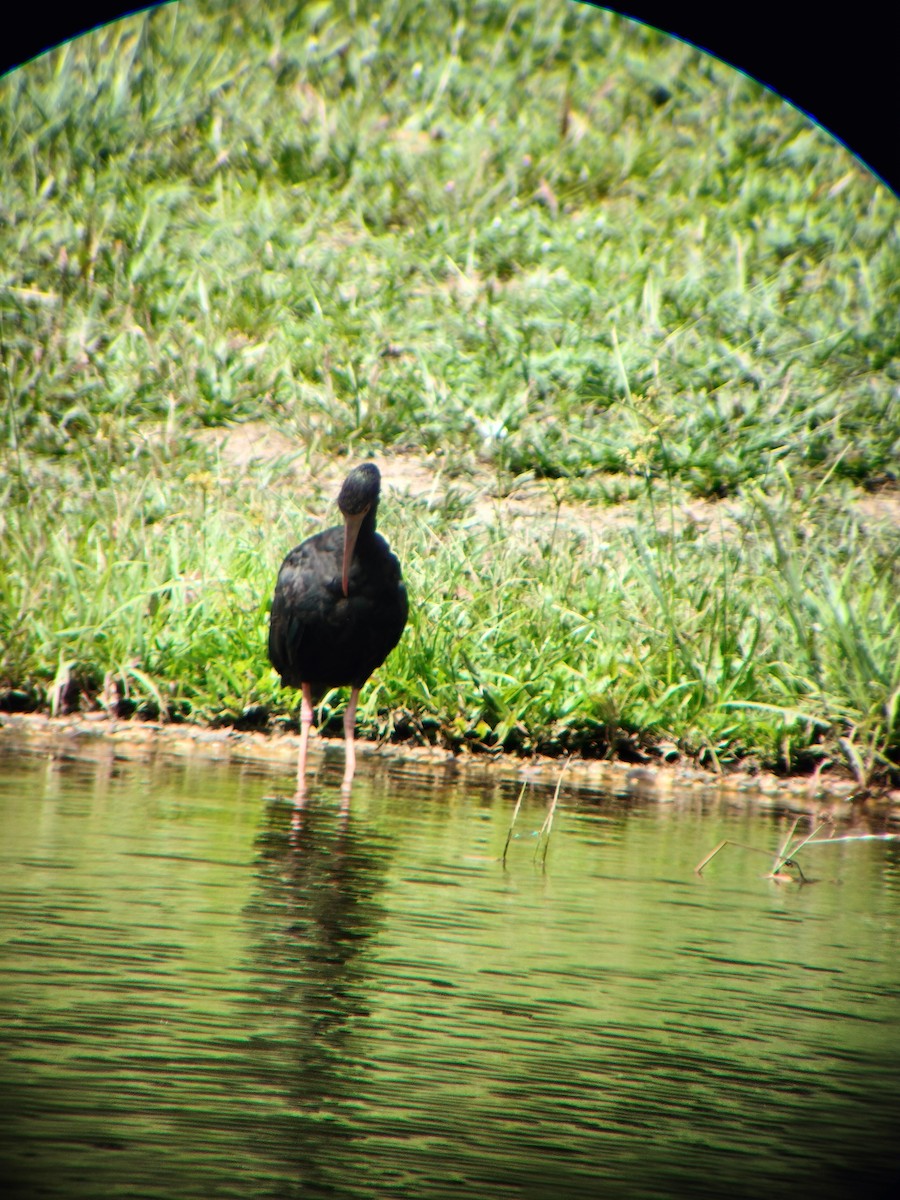 Bare-faced Ibis - ML644714569