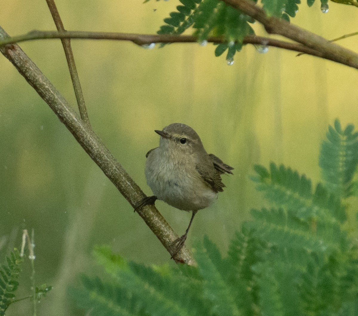 Pouillot véloce - ML644714579