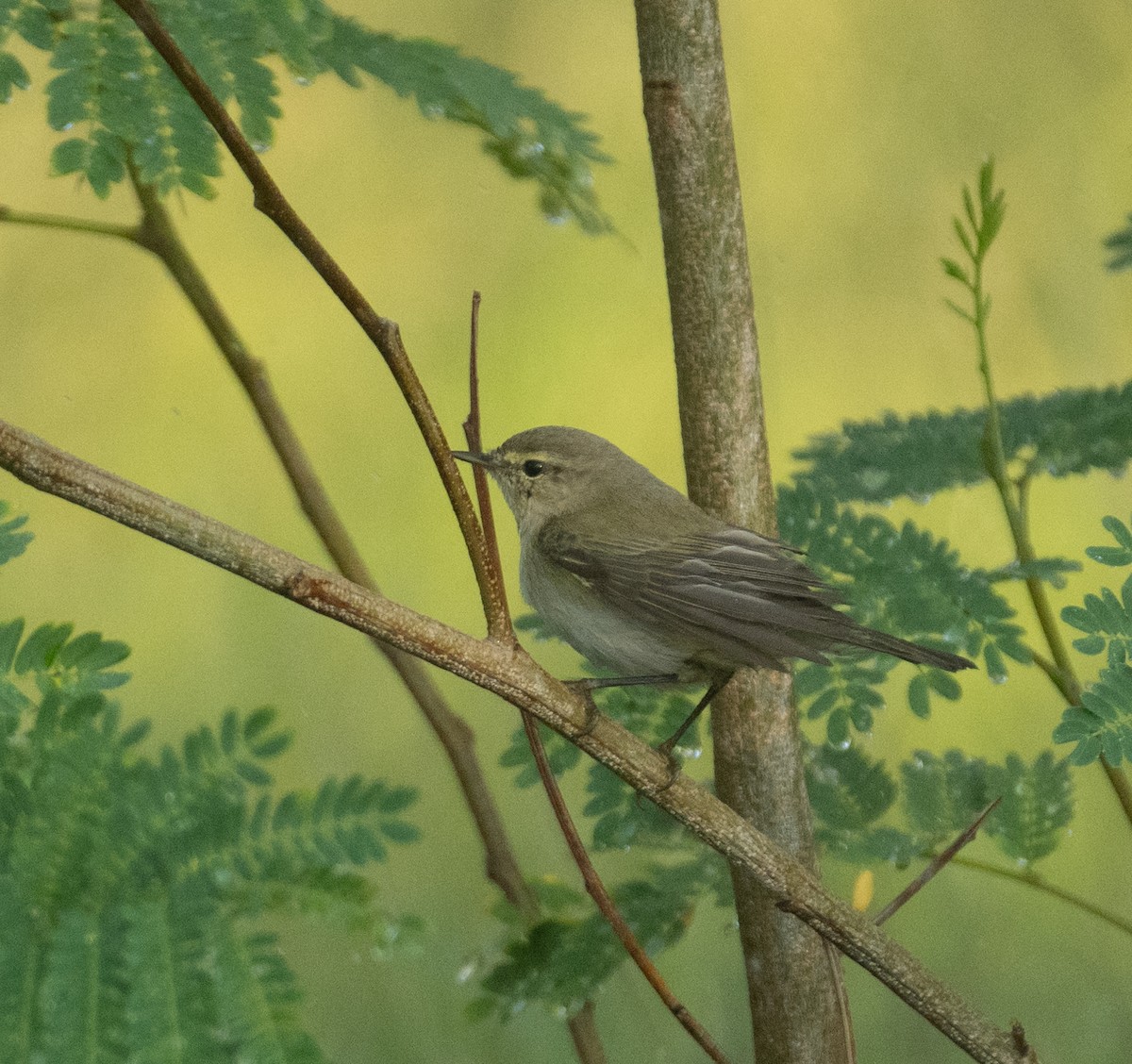Pouillot véloce - ML644714580