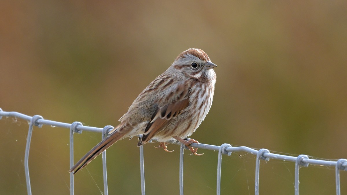 Song Sparrow - ML644714581